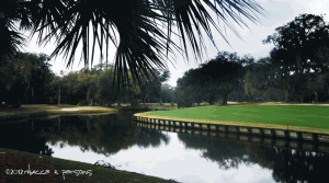 DSC03103 my morning walk under the Live Oaks with Spanish moss