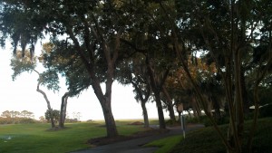 a quiet path among Spanish moss draped oaks a quiet path among Spanish moss draped oaks