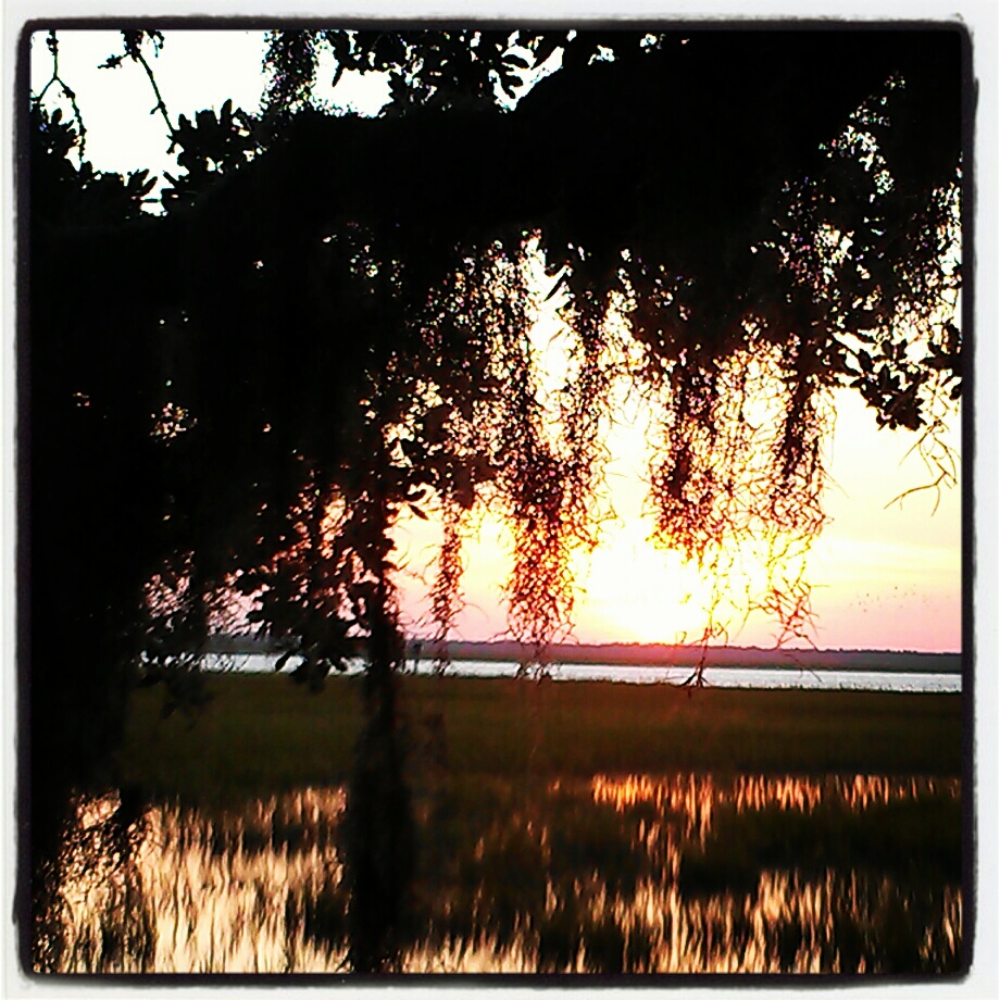 spanish moss over marsh 1545 spanish moss over marsh Rebecca E. Parsons photography