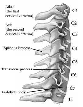 spine