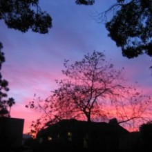 pink sky with trees