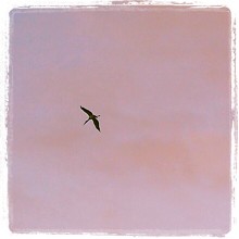 pink sky great blue heron 3059