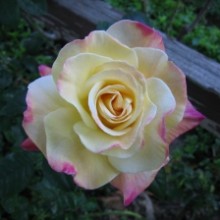 white rose with pink edges