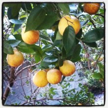Oranges Ready to Pick Sunday Inspiration Image #58 photography by Rebecca E. Parsons