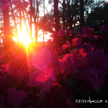 Azeleas at Sunset on Amelia Island photography by Rebecca E. Parsons